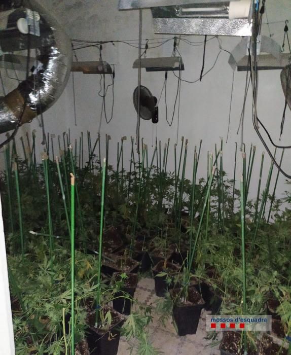 La policia va requisar més de 800 plantes de marihuana