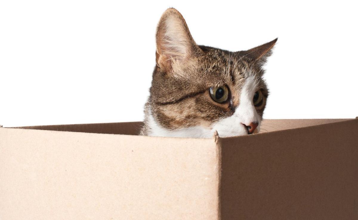 Las cajas de cartón: el mejor juguete y refugio para tu gato