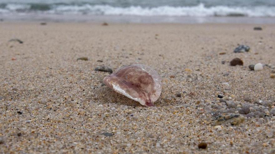 Medusas urticantes aparecen varadas en la playa de Riazor