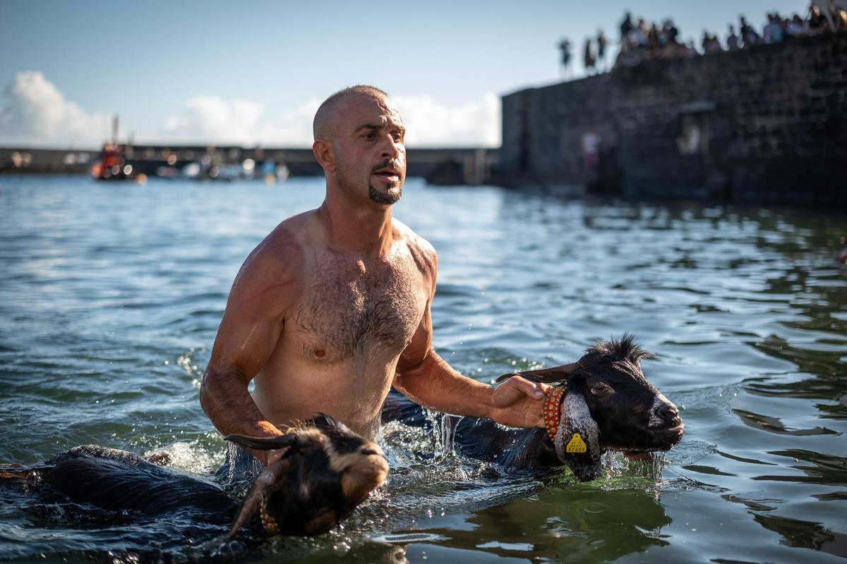 Así se vivió el tradicional baño de cabras en el muelle de Puerto de la Cruz
