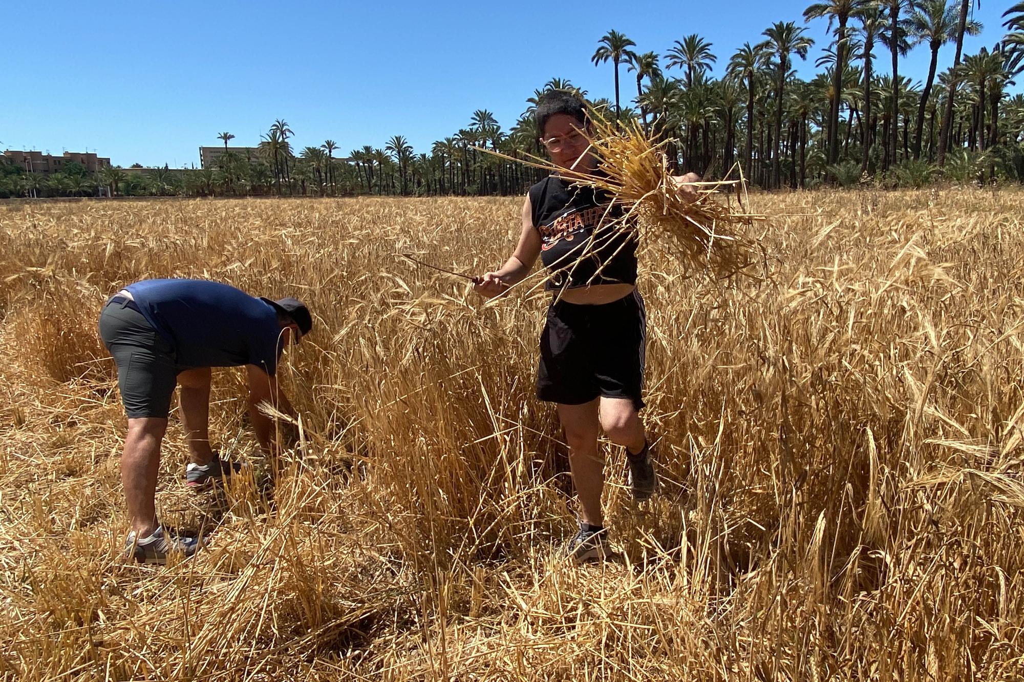 Segando  cebada  en l'Hort del Gat