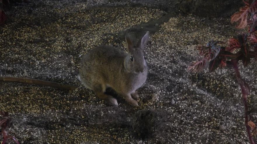 Un conejo «de monte» anda suelto en la ciudad