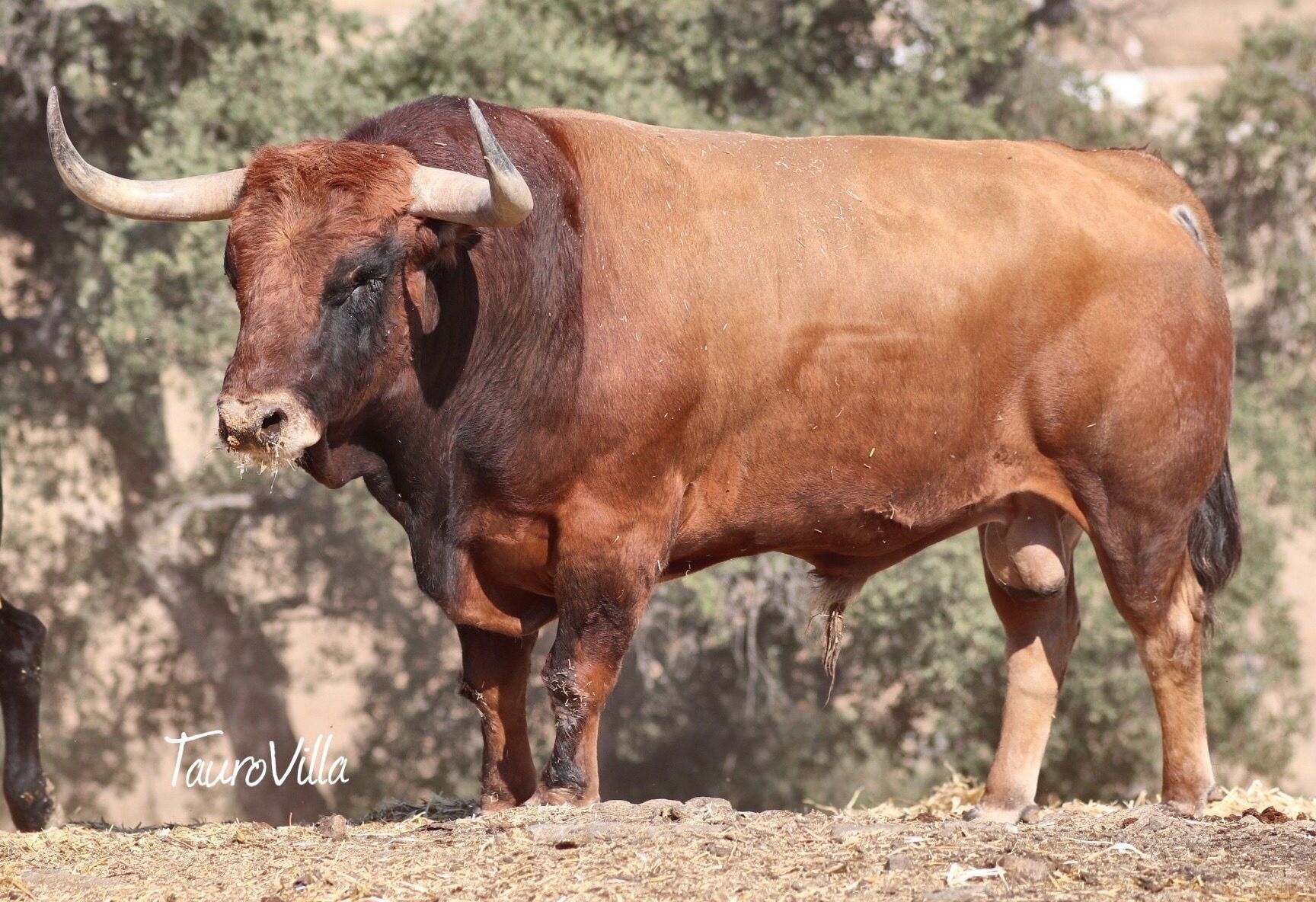 'Vacilón', de El Torero. Día 8 de octubre.