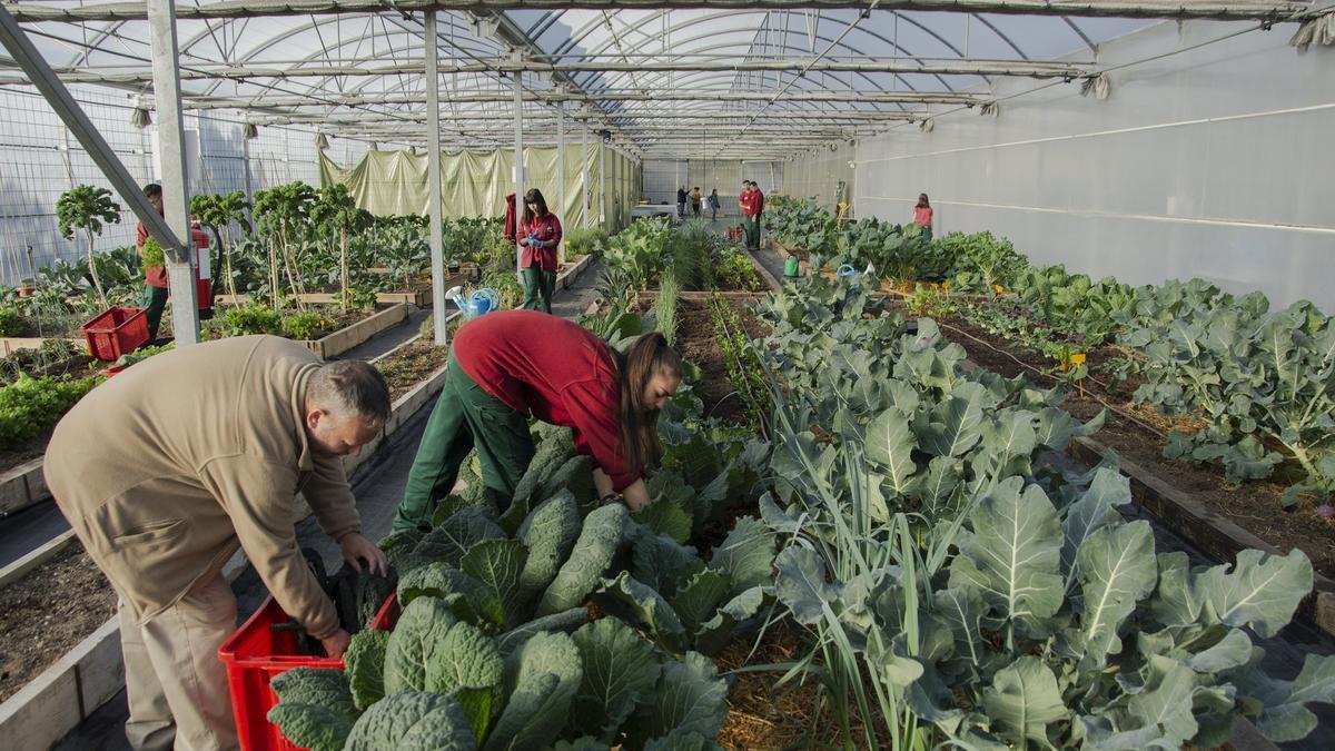 Cultivo en un invernadero