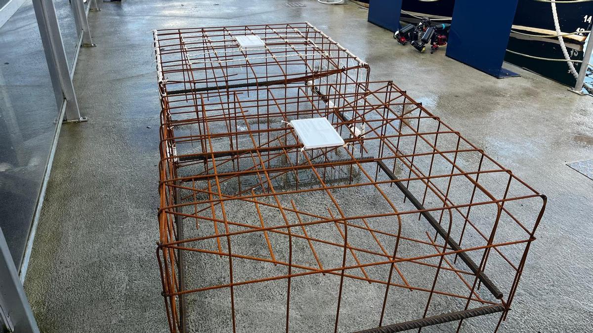 El futuro «hogar» de los caballitos de mar, antes de su instalación.