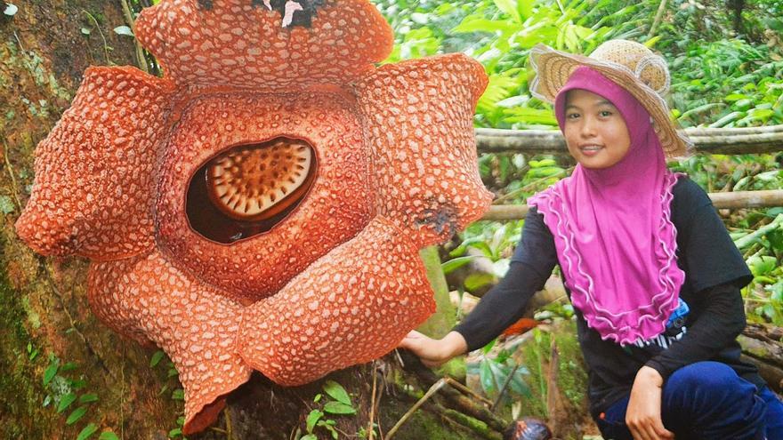 Esta es la flor más grande del mundo y vive en Indonesia