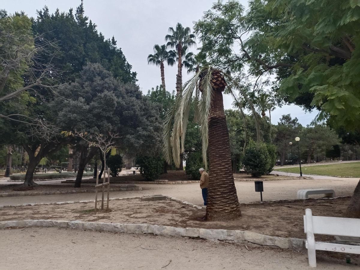Una palmera con síntomas de estar infectadas, en una imagen tomada hace unos días en el parque de l'Alquenència.