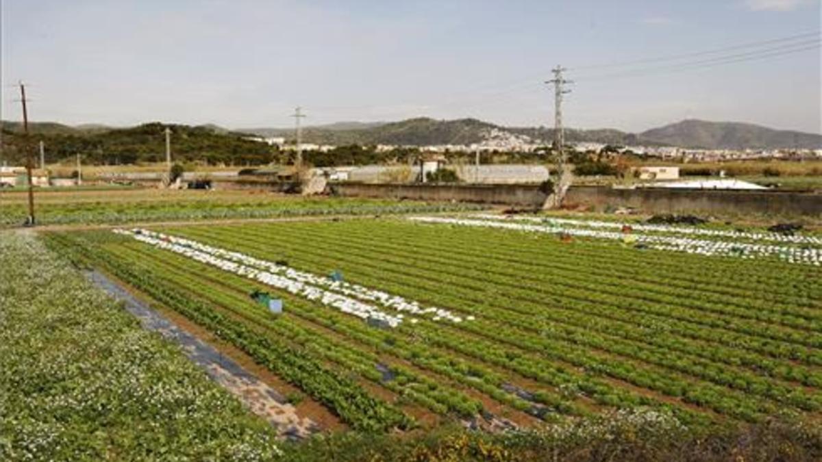 Las plantas, más expuestas a las heladas por el cambio climático