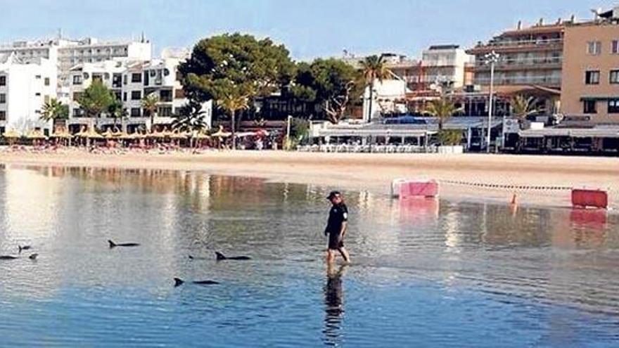 Ein Dutzend Delfine war am Samstagmorgen im 30 Zentimeter tiefen Wasser am Strand aufgetaucht