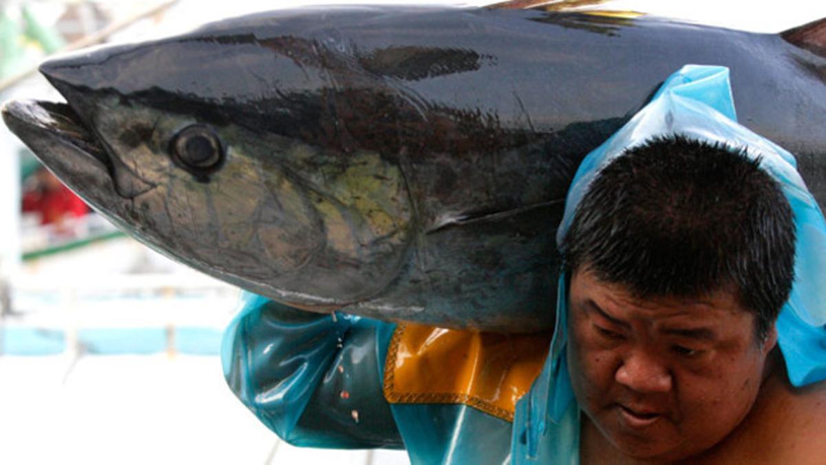 Un pescador càrrega una tonyina d’aleta groga en el port de Donggang, al sud de Taiwan.