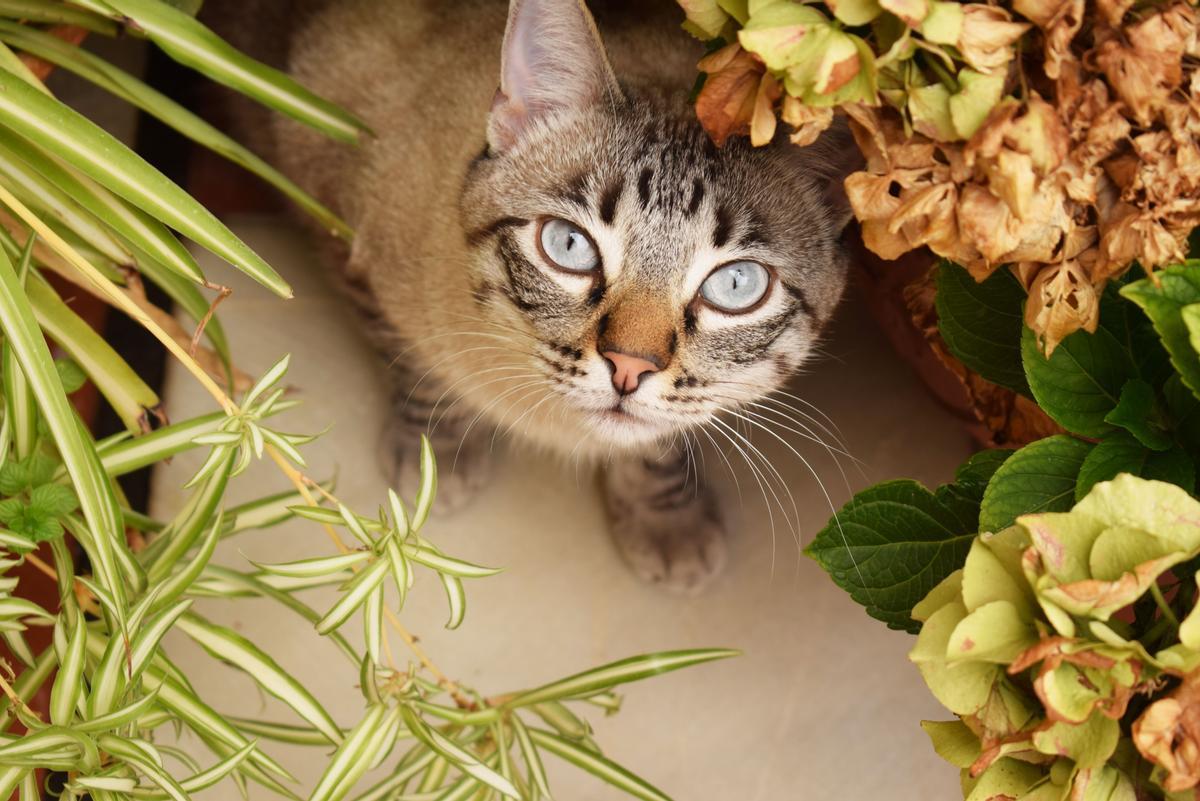 La cinta es una de las plantas seguras para gatos más populares