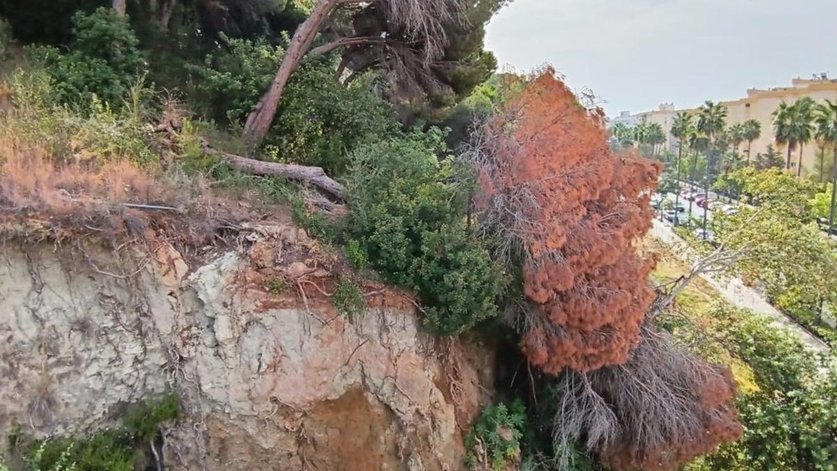 Maleza acumulada en el Pecho de las Cuevas, en el centro de Marbella.