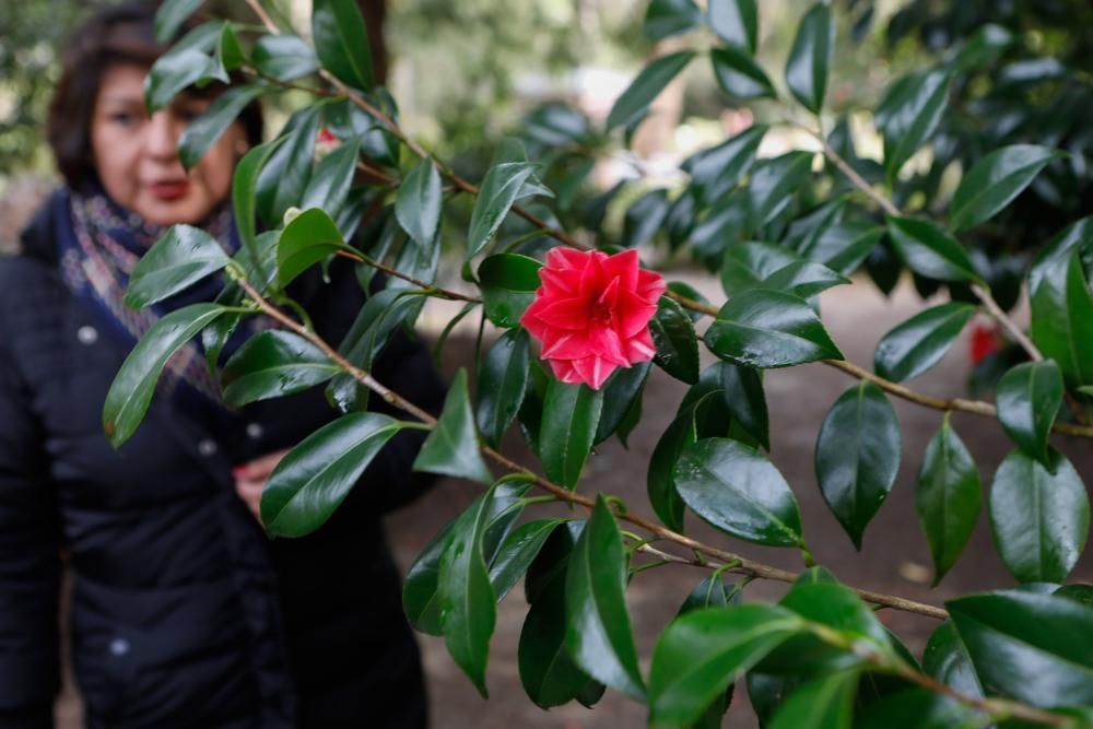 Camelias en el Botánico