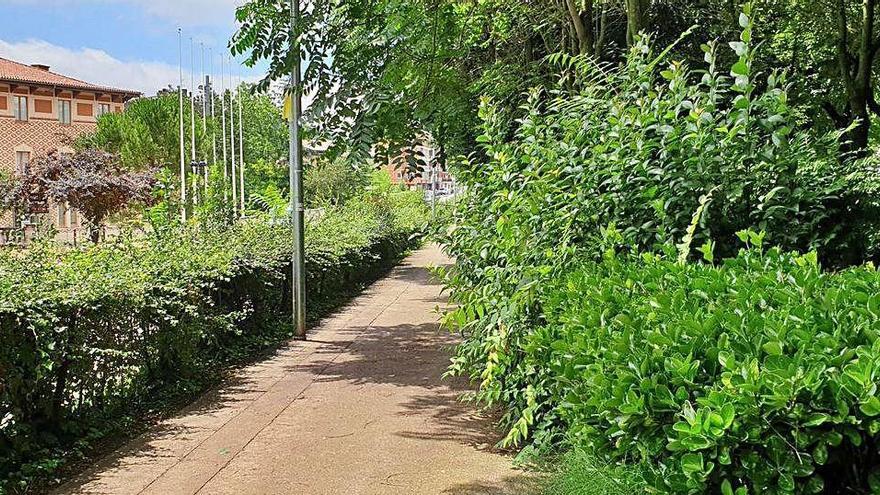 Vegetació enmig del camí al parc municipal del Pla de l&#039;Alemany