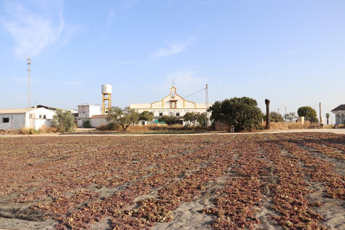 La cooperativa La Aurora obtiene su vino dulce gracias a su propia pasera.