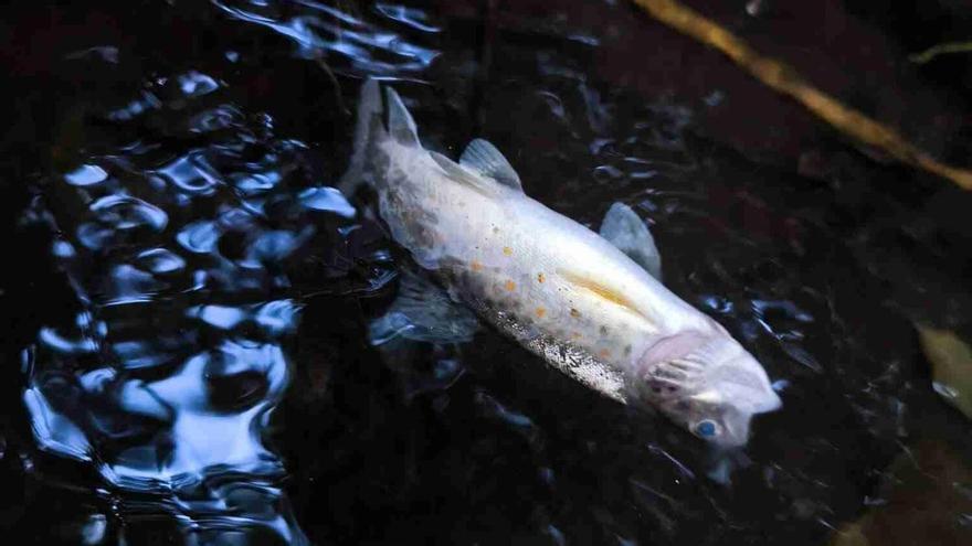 Las truchas, víctimas de un nuevo vertido en el río Asneiro a su paso por Dozón