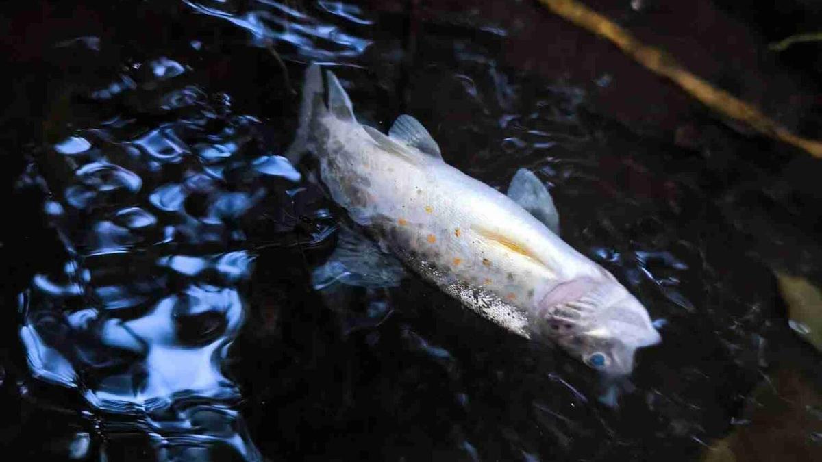 Un nuevo vertido aniquila la fauna piscícola en el Asneiro en Dozón