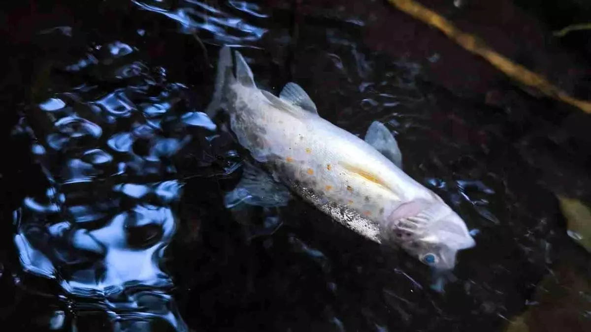 Un nuevo vertido aniquila la fauna piscícola en el Asneiro en Dozón