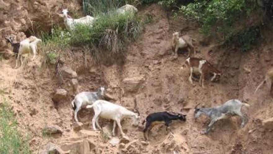 Canarias permitirá cazar vacas, cerdos, cabras, caballos y burros asilvestrados