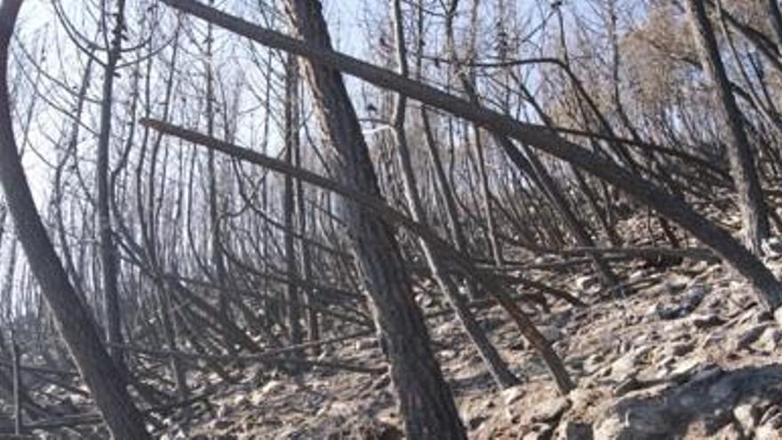 El fuego ha arrasado una superficie de unas 760 hectáreas en los municipios de Pujerra, Benahavís, Jubrique y Júzcar.