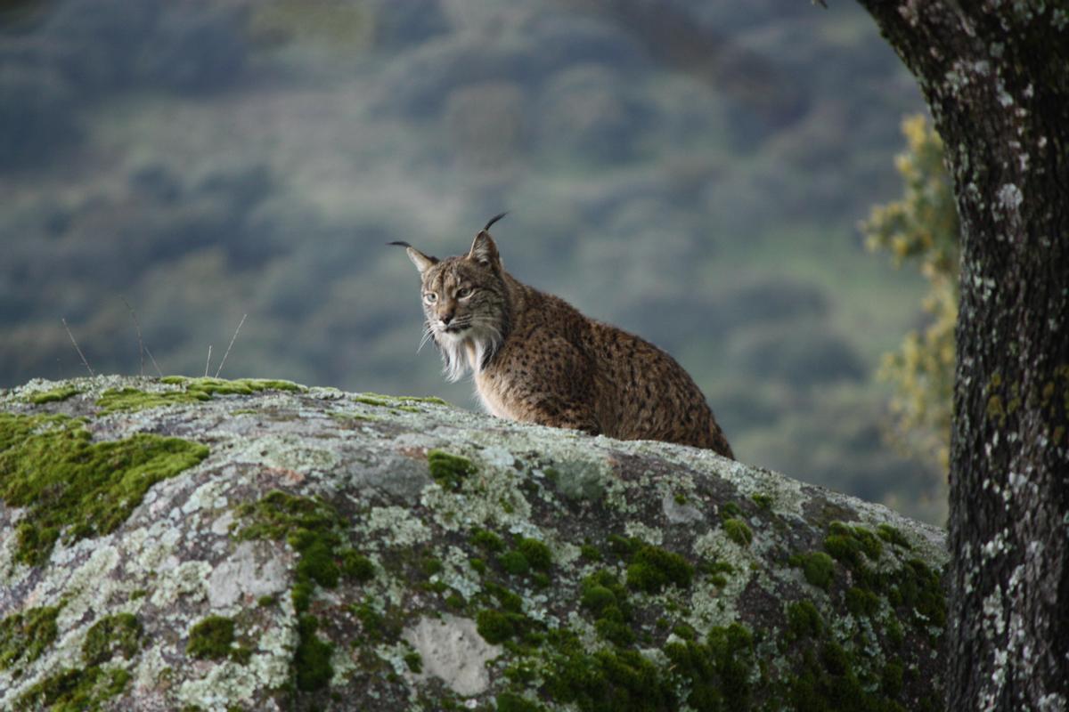 Un lince, atento en la sierra.