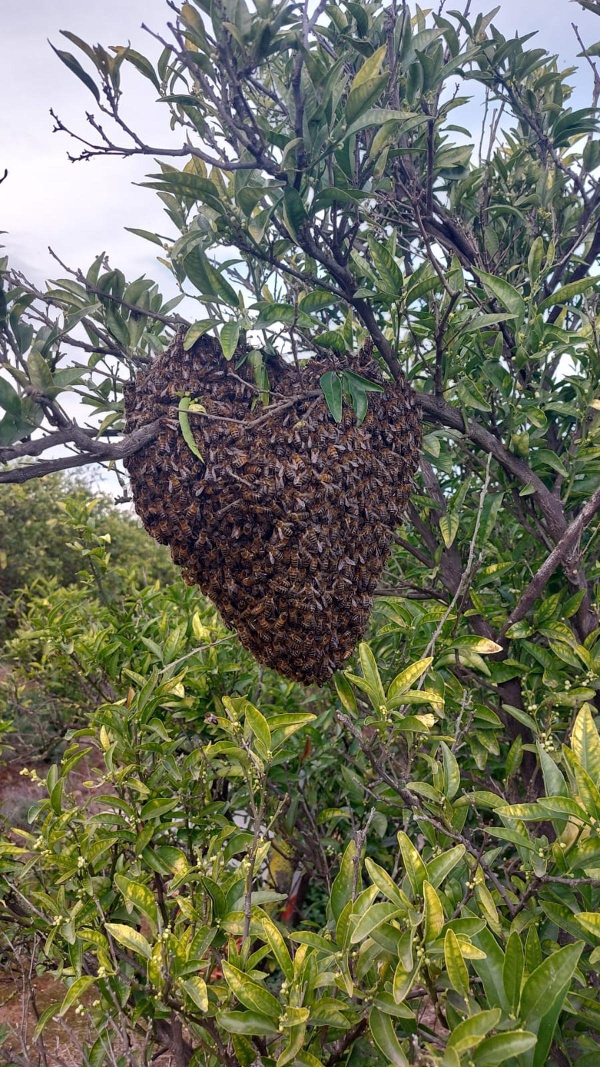 Els eixams són la materialització d’un mecanisme de supervivència de l’Apis melifera.