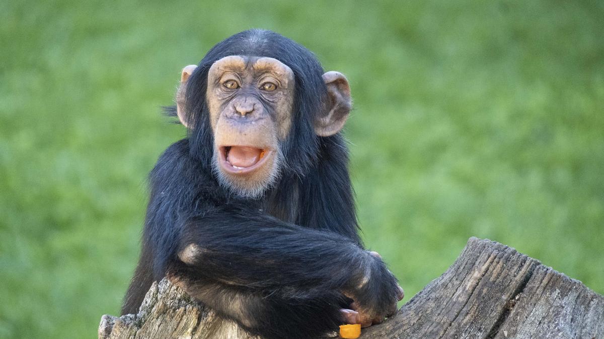 El bebé chimpancé Djibril nacido en Bioparc, uno de los mejores parques de animales del mundo.