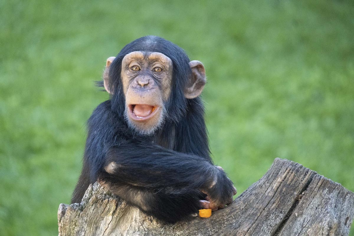 El bebé chimpancé Djibril nacido en Bioparc, uno de los mejores parques de animales del mundo.