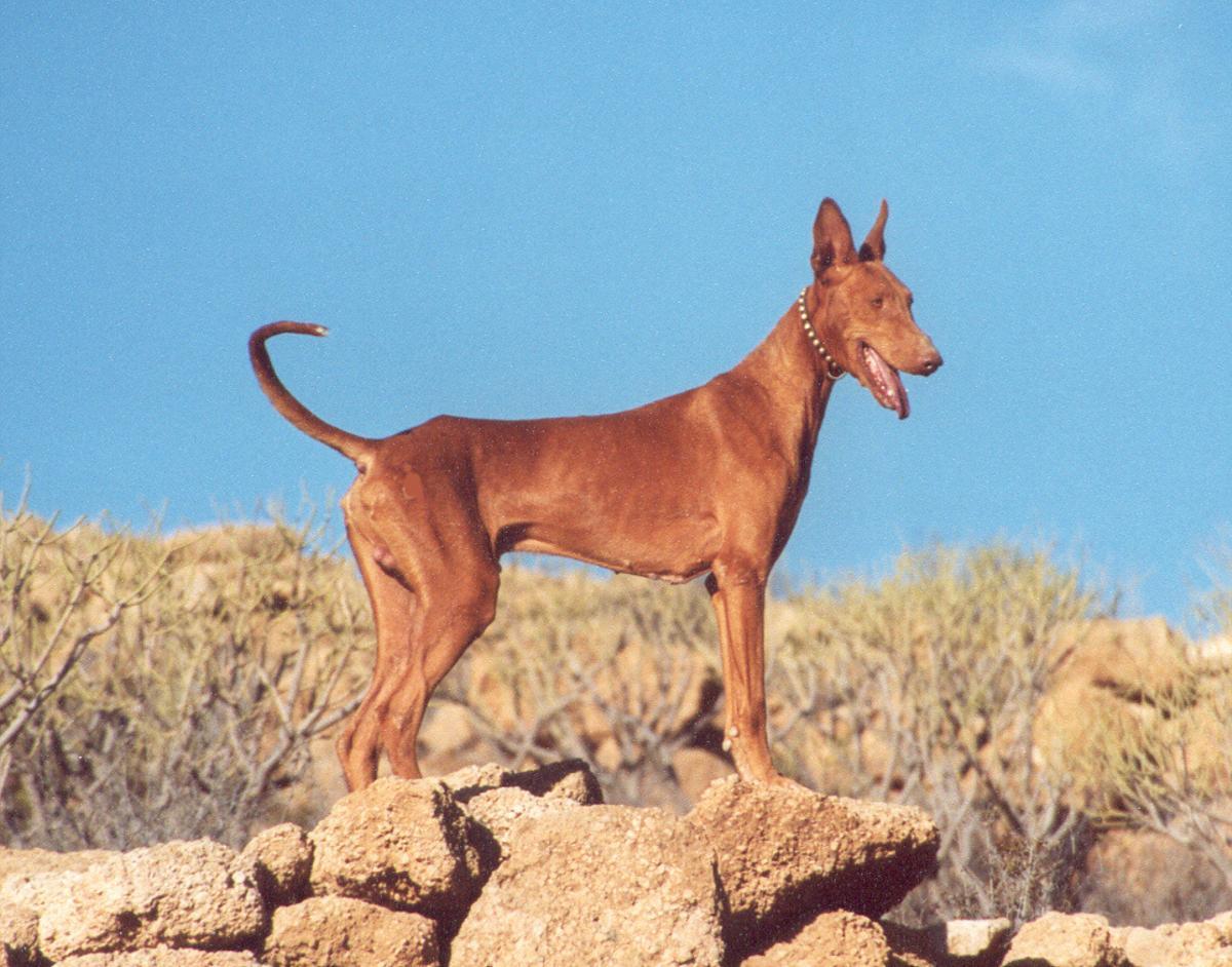 El Podenco Canario es una raza de perro de caza españolas, autóctona de las Islas Canarias.
