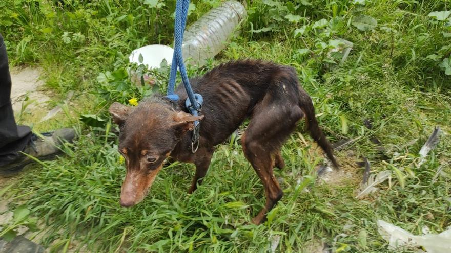 Uno de los animales desnutridos localizados en Ronda.