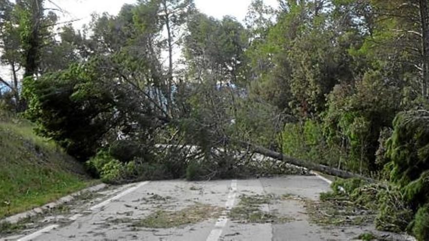 Un arbre caigut a la carretera de Calders a Artés, el desembre del 2014