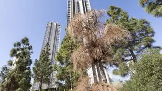 El "picudo" de los pinos que ataca a los ejemplares de la Marina Baixa