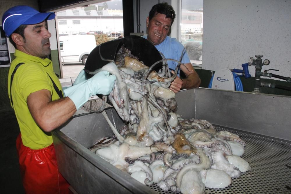 Las primeras descargas de pulpo en el puerto de Bueu // Santos Álvarez