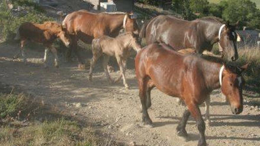 Un ramat de cavalls pel camí de la transhumància cap a les Bulloses