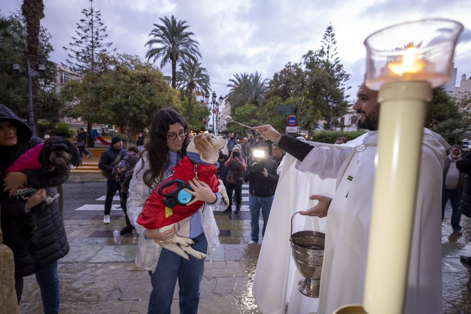 Bendición de animales por San Antón bajo una lluvia invernal en Torrevieja