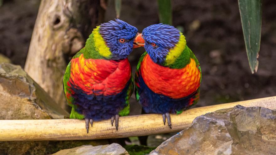 ¿Por qué hay muchas más aves de colores brillantes en los trópicos?