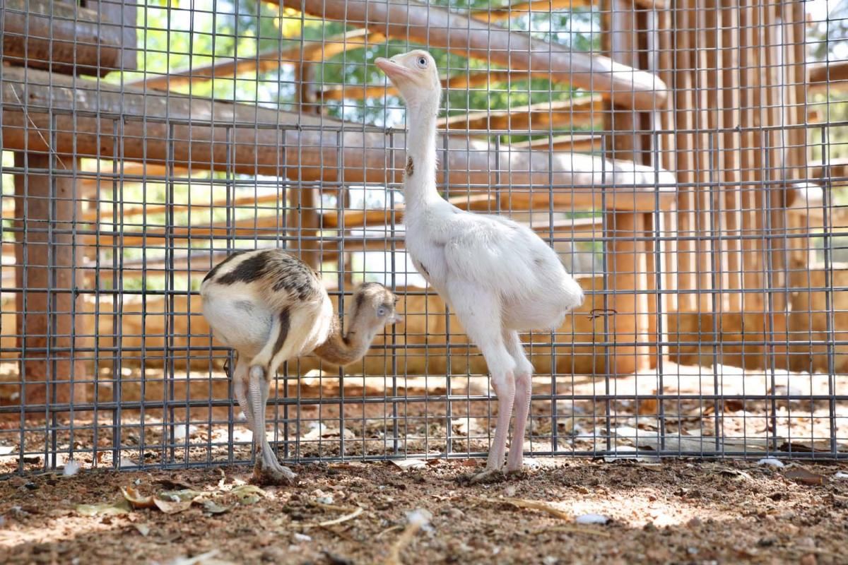 FOTO: Ñandú albino, nuevo inquilino del zoo de Córdoba.