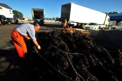 El mejillón recupera el pulso al verano y sus descargas colapsan los muelles gallegos