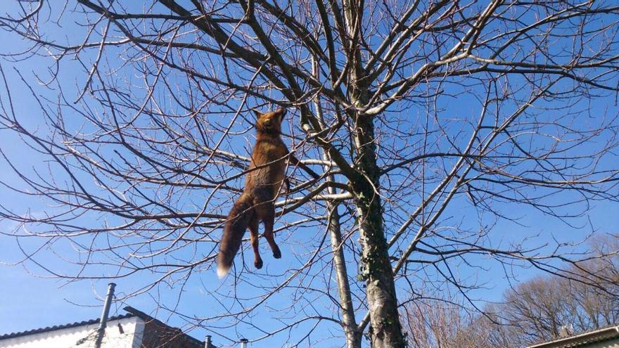 El animal, colgado de un árbol en Lalín.