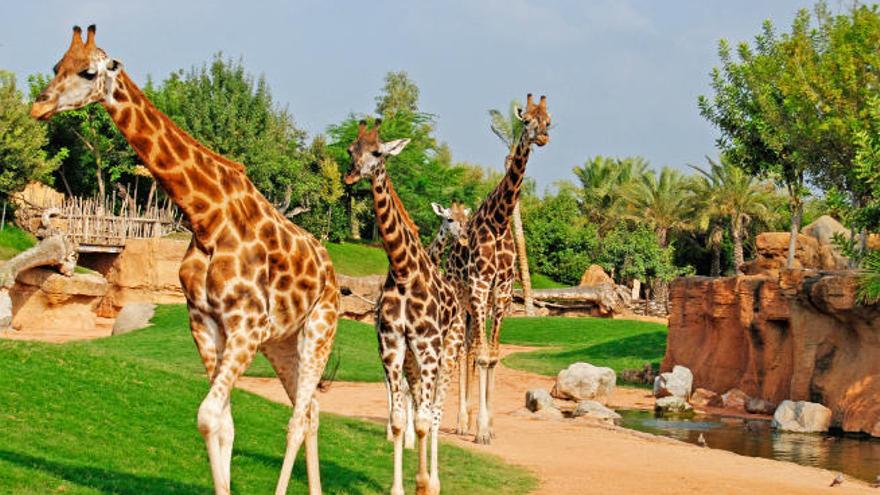 Bioparc Valencia