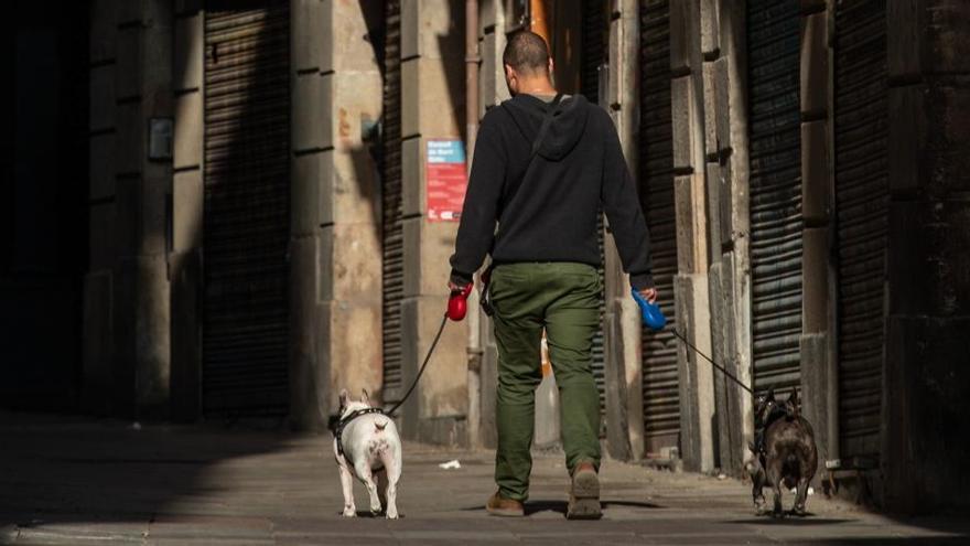 Un hombre pasea dos perros en Barcelona.