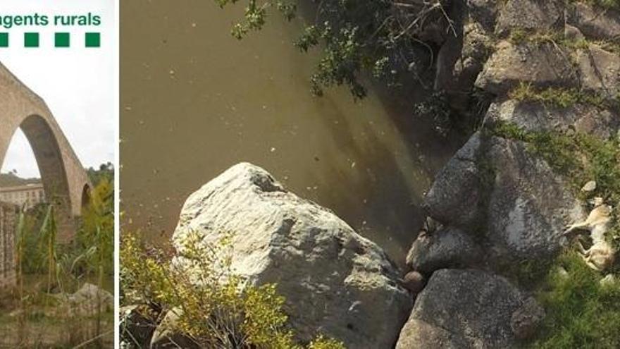 Imatge del Pont Vell de Castellbell i el Vilar i de la gossa que s&#039;hi va trobar morta.