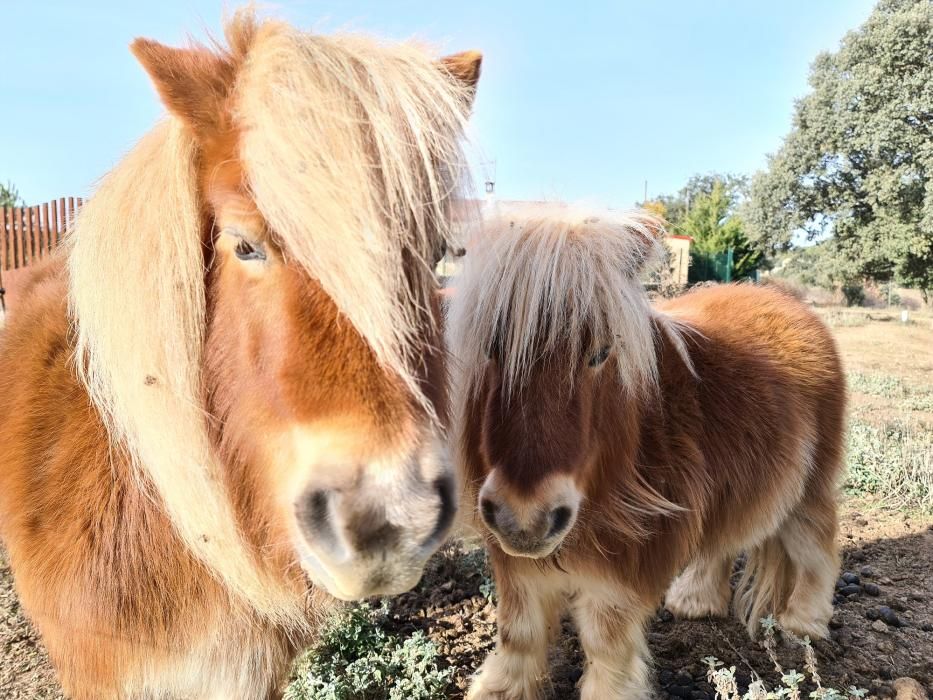 Ponis a Sorba, a Montmajor.