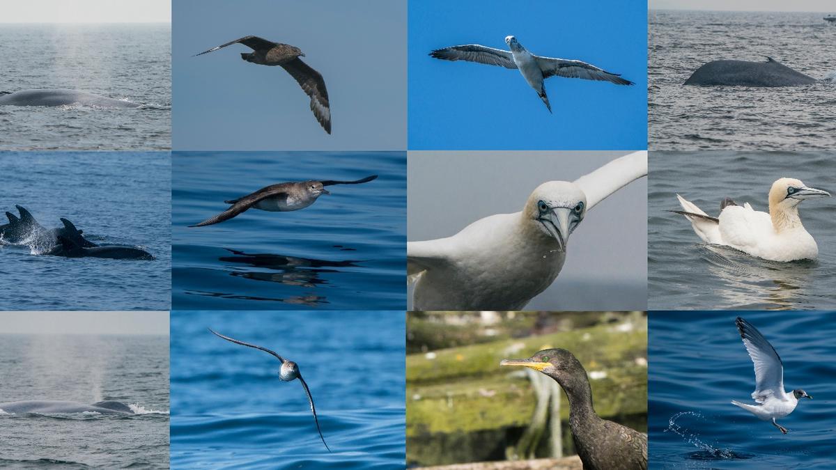Algunas de las aves y mamíferos marinos avistados desde el aula de naturaleza flotante que es el barco Chasula.