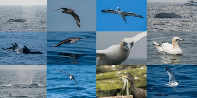 Diario de a bordo en el "Chasula": aves pelágicas, delfines y ballenas azules