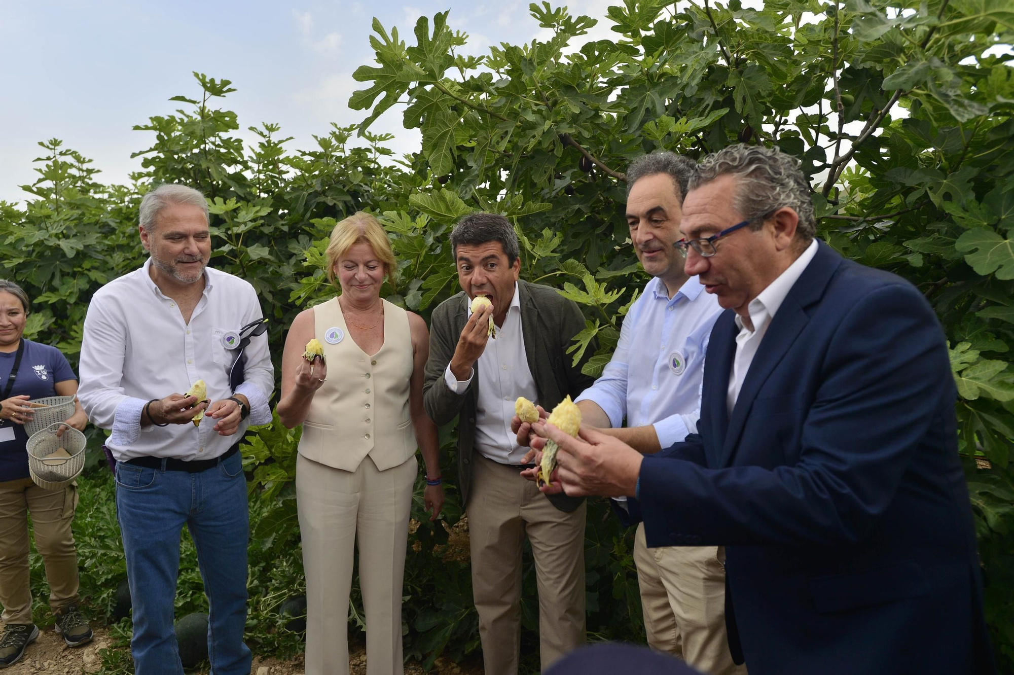 Acto simbólico del arranque de la campaña de breva colar de Albatera
