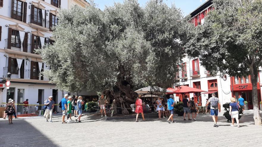 Mallorca-Wahrzeichen beschädigt: Lieferwagen fährt einen Ast des Olivenbaums am Rathausplatz von Palma ab