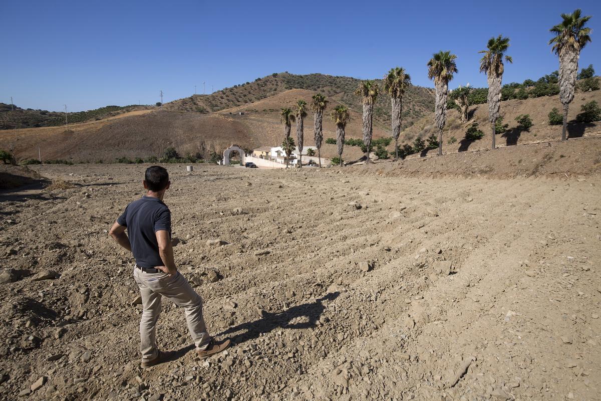 La factura de la sequía: sacrificio de aguacates y aceituna de mesa en riesgo, en Málaga