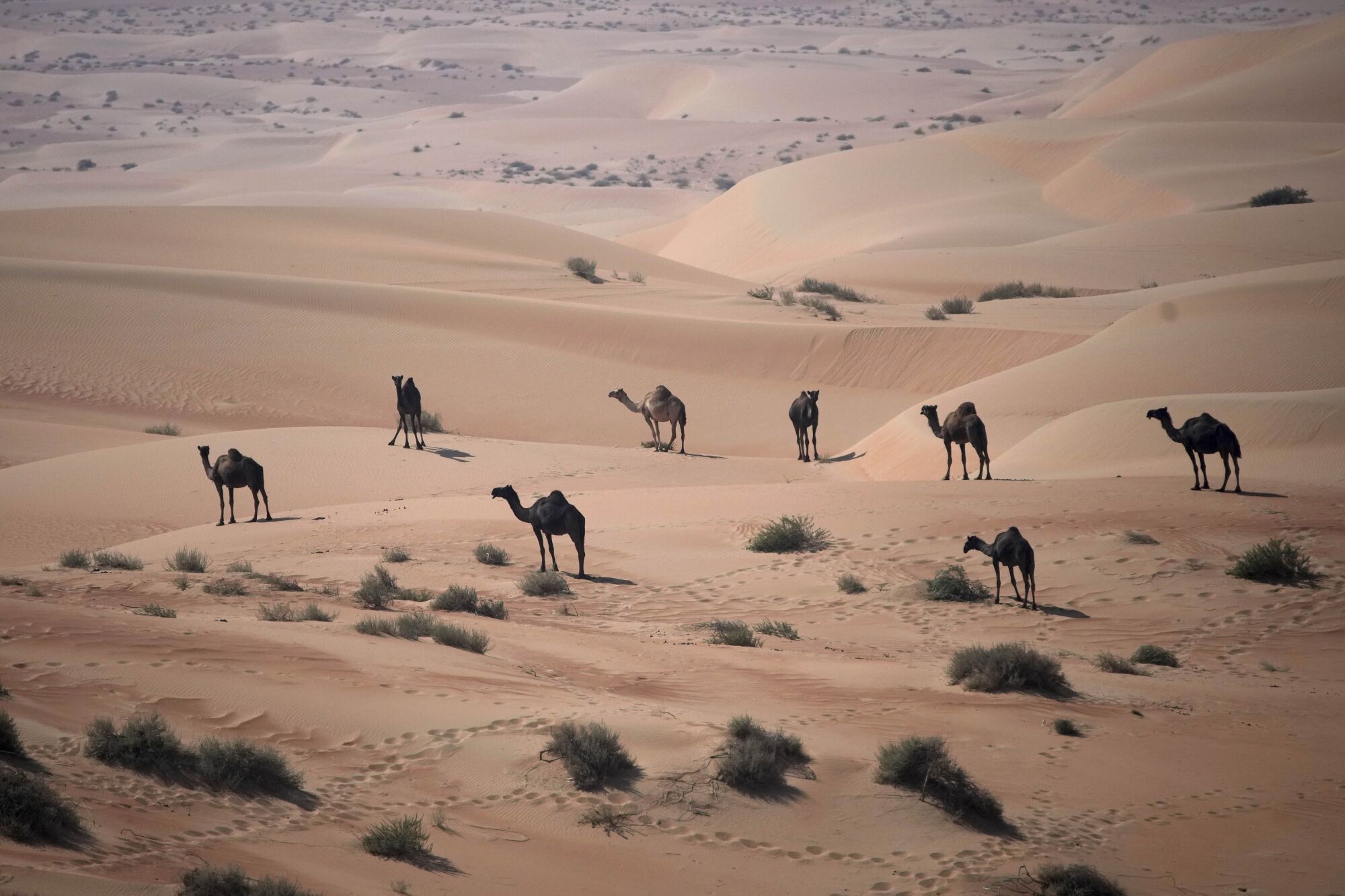 Camels are pictured during the tenth stage of the Dakar Rally between Haradh and Shubaytah, Saudi Arabia, Wednesday, Jan. 15, 2025. (AP Photo/Christophe Ena) Associated Press/LaPresse. EDITORIAL USE ONLY/ONLY ITALY AND SPAIN