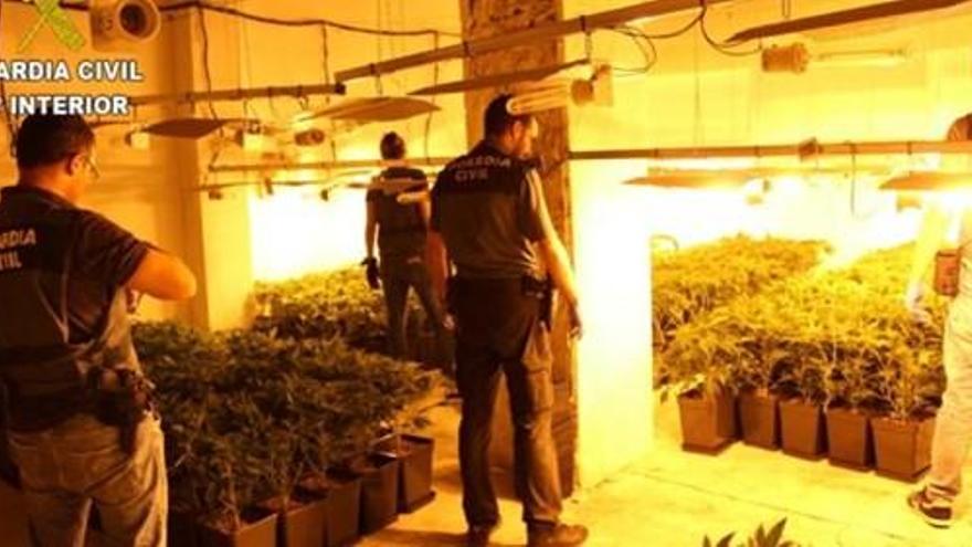 Desmantelan en Cerdà un cultivo compuesto por más de 400 plantas  de marihuana